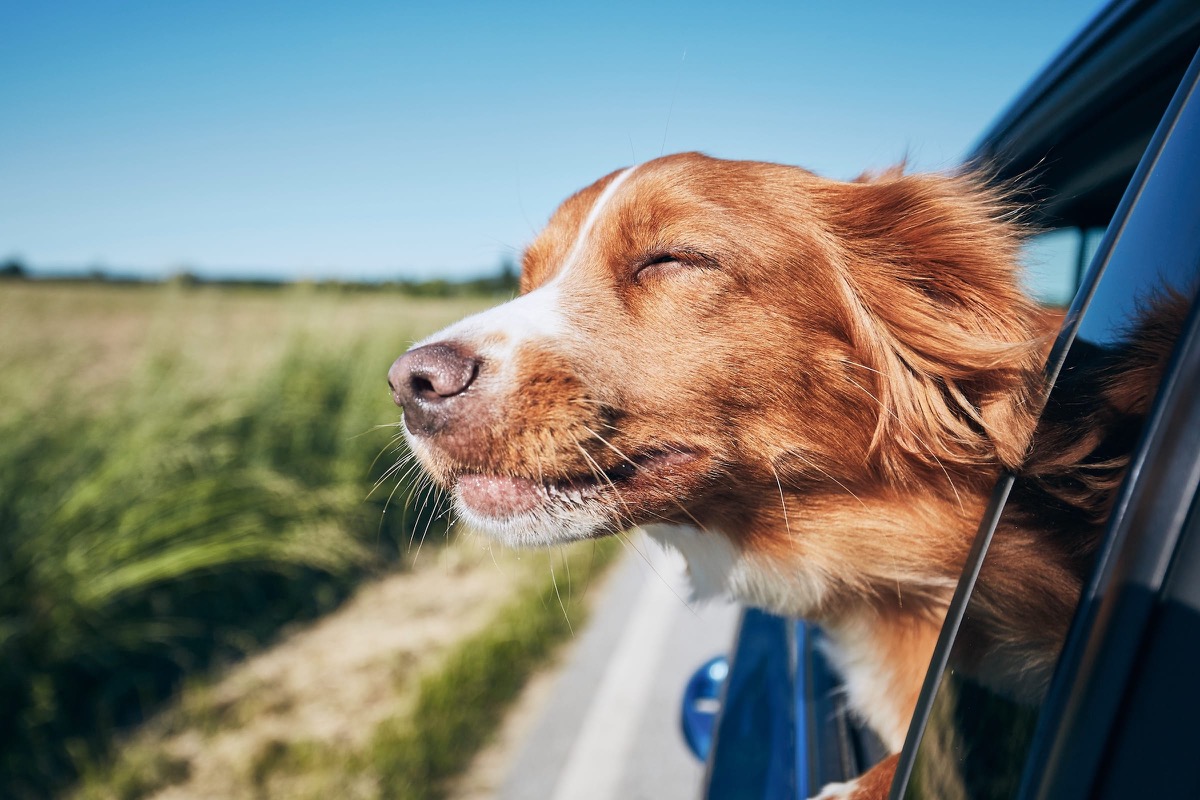 Hund streckt den Kopf aus dem Autofenster, unterwegs zur Fähre nach Norwegen